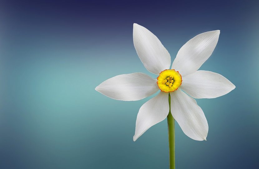 Beautiful flower