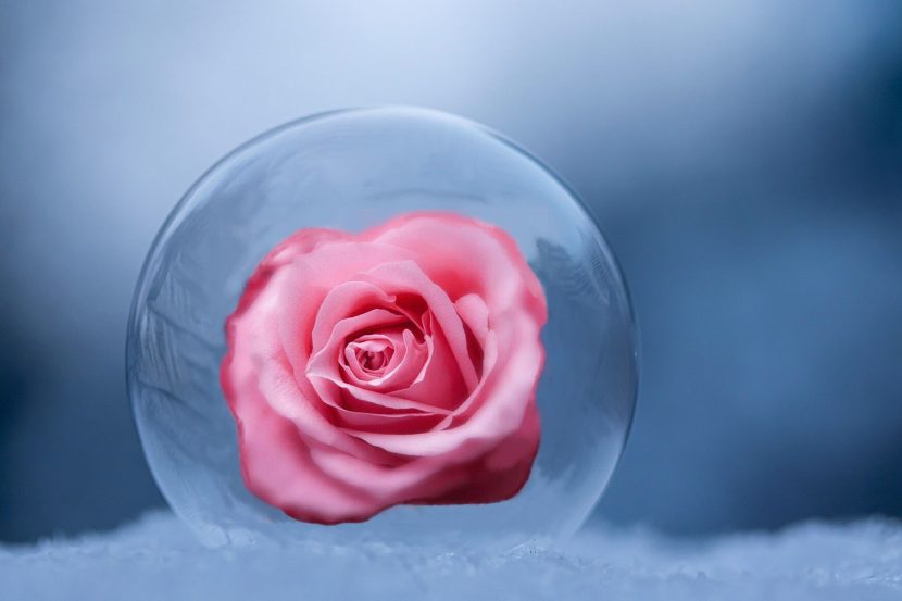 rose inside the ball